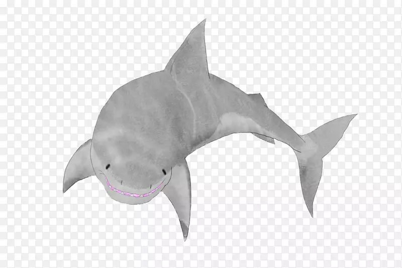 鲨鱼动物群海洋生物海豚鲨