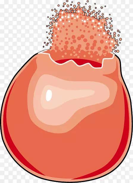 红细胞溶解-红细胞
