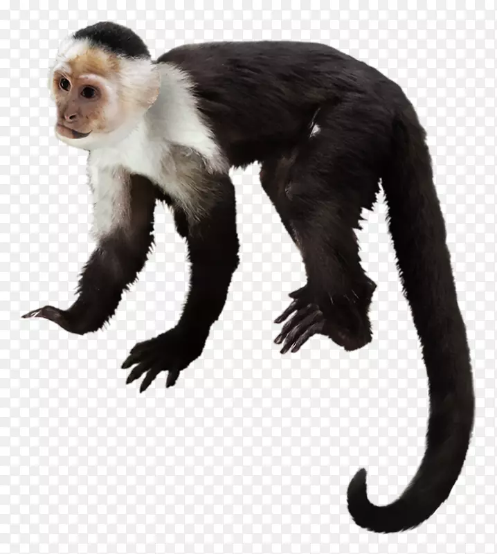 卷尾猴，灵长类大猩猩，白头卷尾猴，黑猩猩-大猩猩