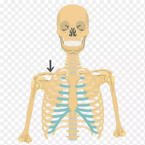肋骨笼人体骨骼解剖锁骨-骨骼