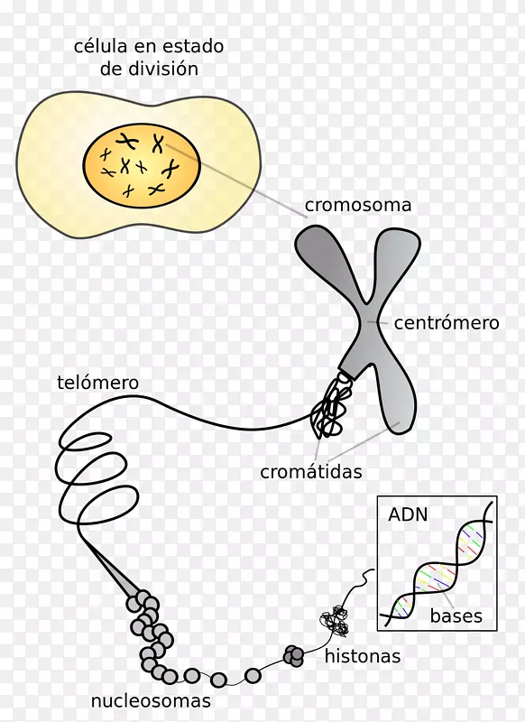染色体19号dna着丝粒基因
