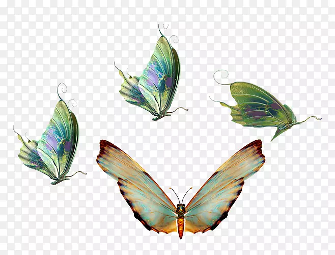 蝴蝶昆虫透明度和半透明度-蝴蝶