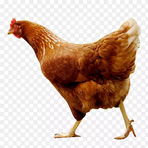 公鸡作为无食物自由放养的鸡蛋-鸡