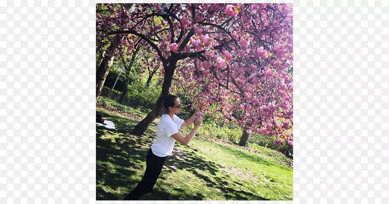 中央公园4日樱花摄影赫纳尼-中央公园