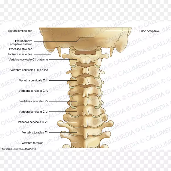颈椎脊柱寰椎解剖韧带颈圈