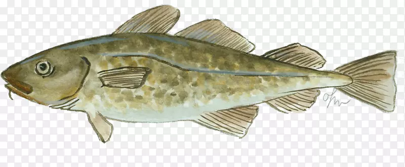 大西洋鳕鱼产品油性鱼类
