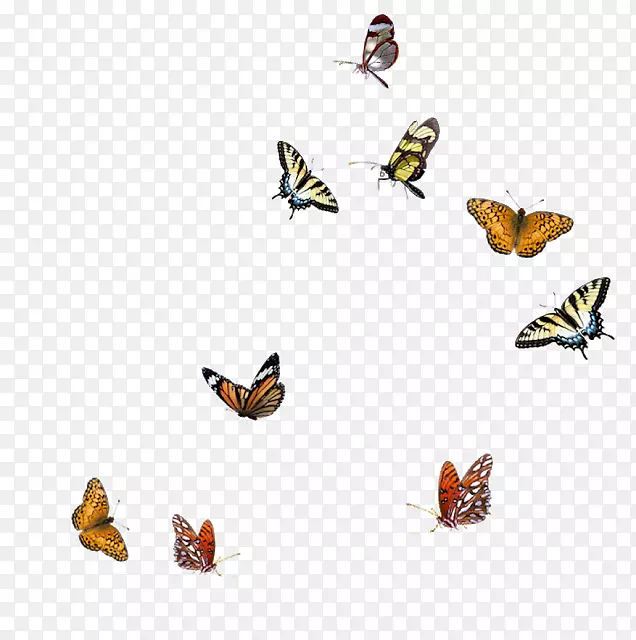 蝴蝶昆虫-蝴蝶