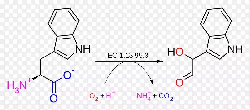 色氨酸2，3-双加氧酶色氨酸-2‘-双加氧酶色氨酸羟化酶-分子链可扣除