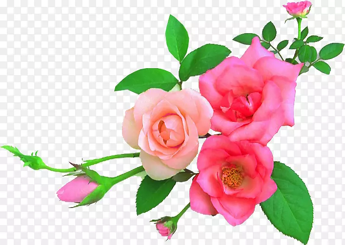 花园玫瑰花卉艺术设计-花卉