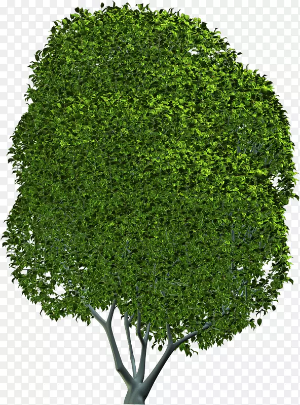 乔木灌木常绿叶草本植物