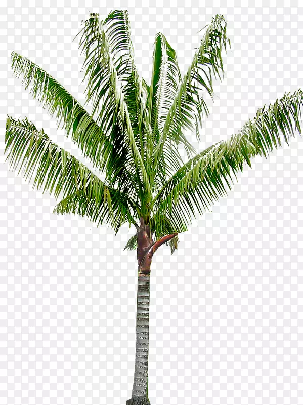槟榔科椰子油棕榈树亚洲棕榈-ต้นมะพร้าว