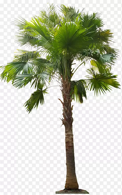 亚洲棕榈科棕榈油椰子-ต้นมะพร้าว