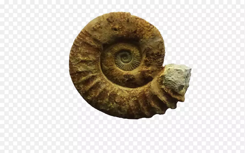 海螺特写化石群-蜗牛