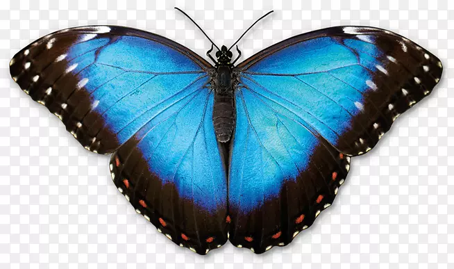 毛茸茸的蝴蝶，长满翅膀的蝴蝶，加拿大自然博物馆的蝴蝶