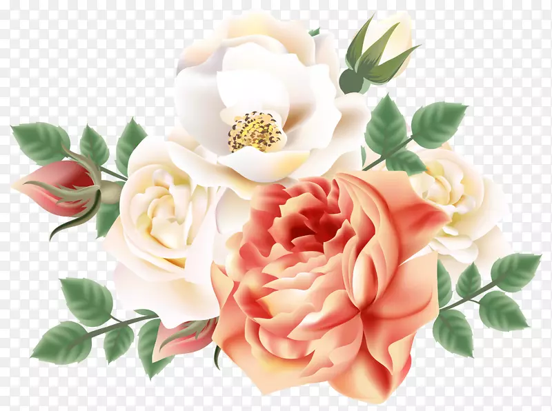 花园玫瑰，卷心菜，静物：粉色玫瑰，剪贴画-花