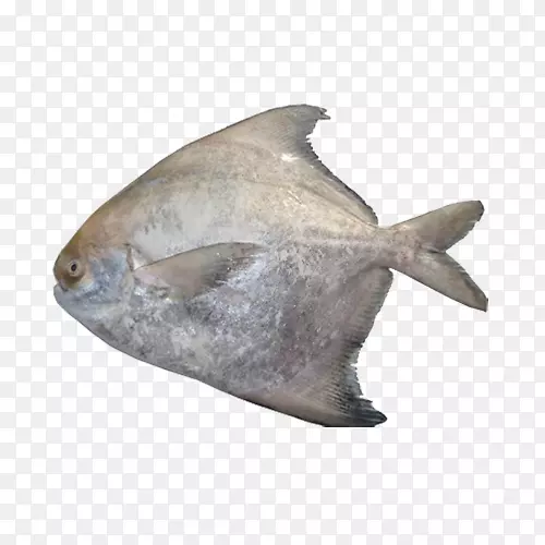 鱼鱼糜(Pampus Argenteus Pomfret Al Noor)出口鱼类