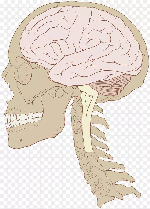 人脑头盖骨神经系统脑大小