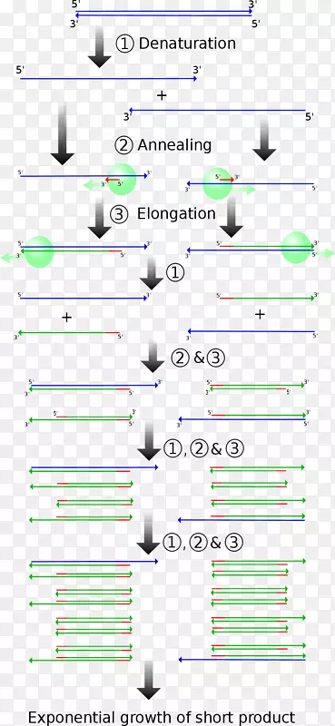 实时聚合酶链反应分子遗传学