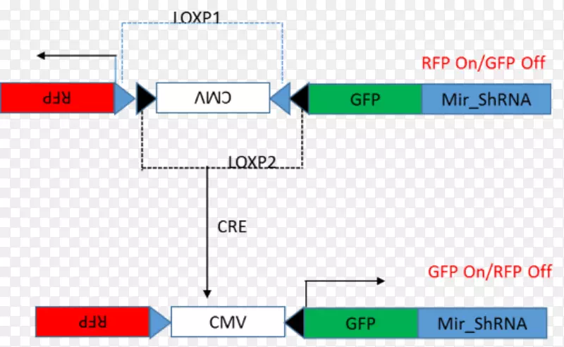 cre重组酶短发夹rna系统基因表达技术
