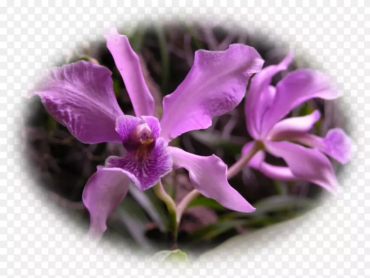 马蝴蝶兰紫植物紫罗兰