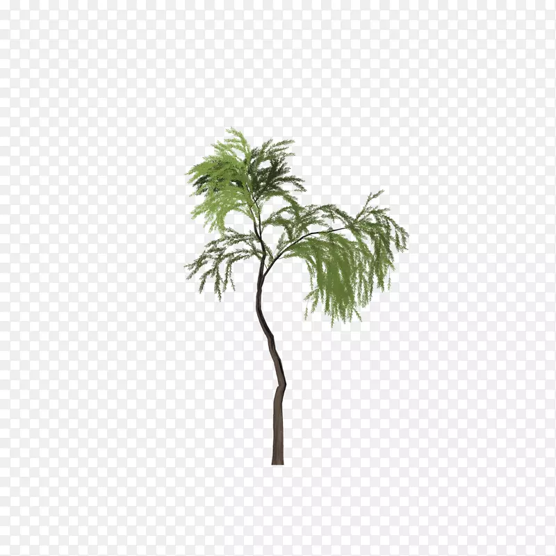 亚洲棕榈树柳(Salix Pierotii)剪贴画树