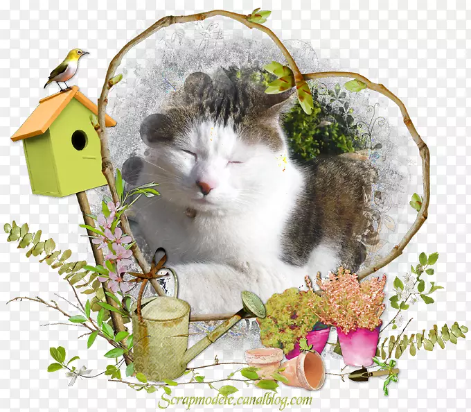 欧洲速记须，国内短毛猫午睡花-西雅斯特