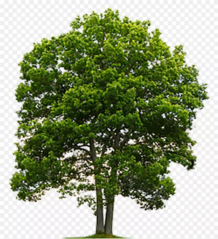 树苗摄影英国橡木剪贴画-树