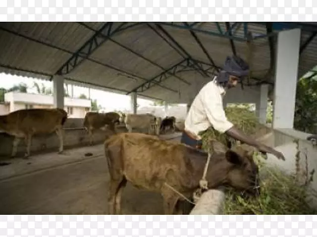 牛羊奶制品包装动物农场主印度