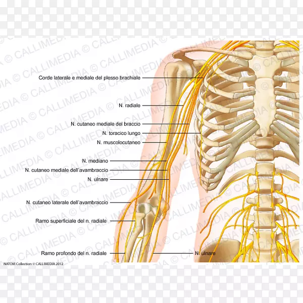 臂肩神经系统骨盆臂