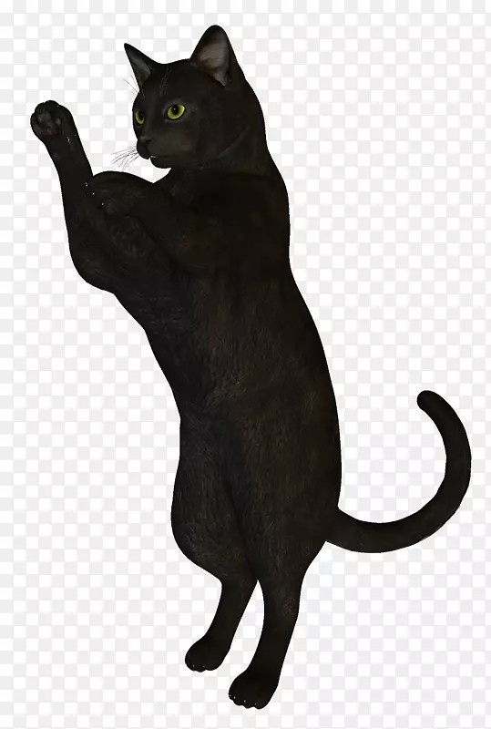 黑猫孟买猫科拉特哈瓦那棕榈猫-小猫