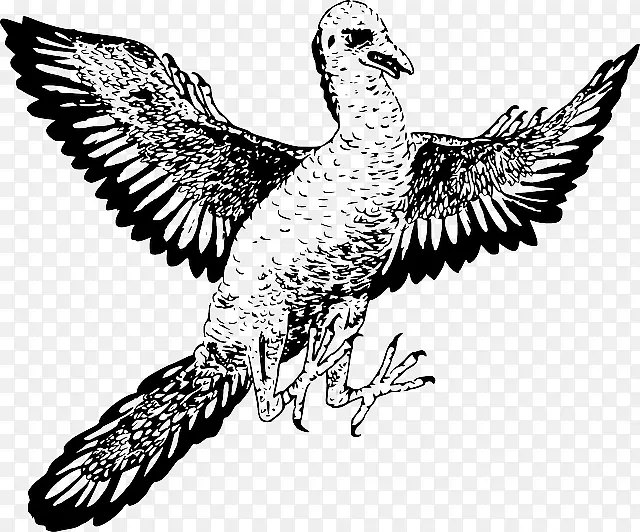 始祖鸟恐龙翼鸟爬行动物-恐龙