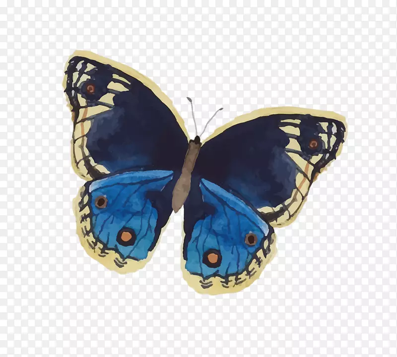 毛茸茸的蝴蝶，紫色的蓝色蝴蝶