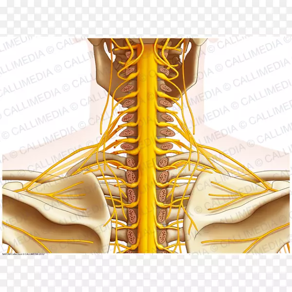 颈部神经后三角人体解剖神经系统