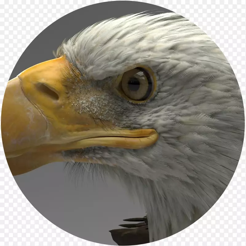 鹰ARtSTATION ZBrush Autodesk 3DS max三维计算机图形学-鹰