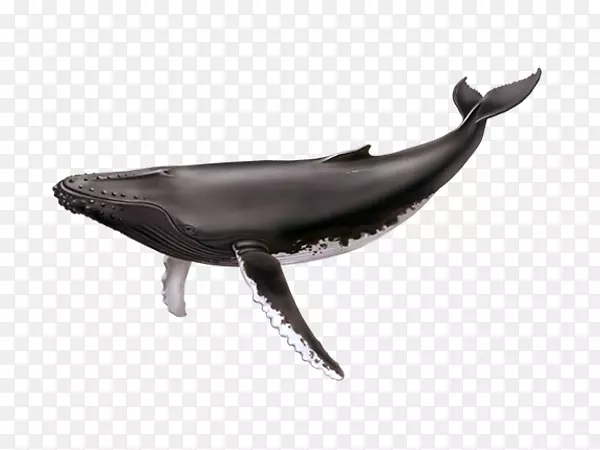 萨格奈-圣。劳伦斯海岸公园鲸目座头鲸蓝鲸尾鲸尾