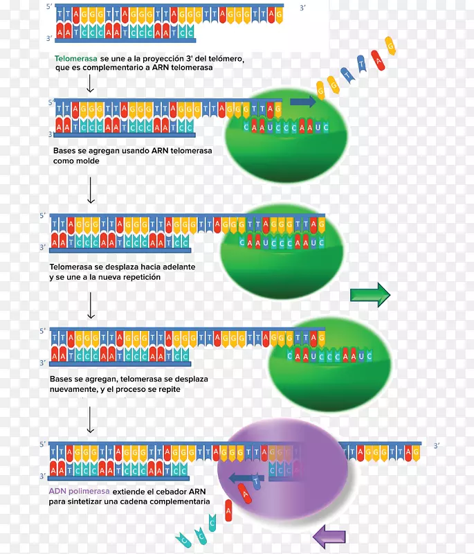 端粒基因表达端粒酶细胞-Walgreens