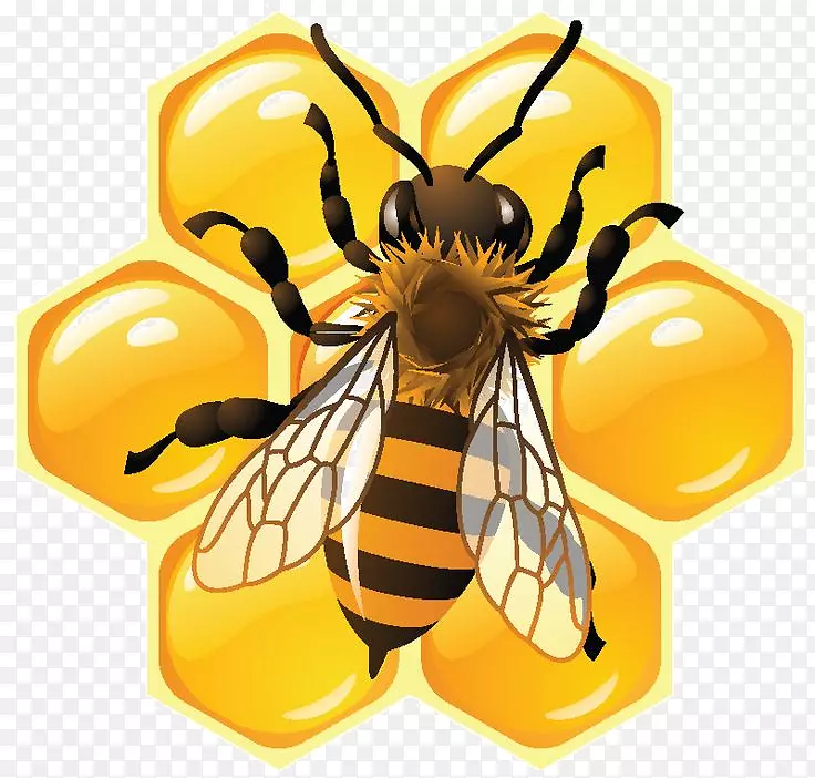 蜜蜂蜂巢食物-蜜蜂