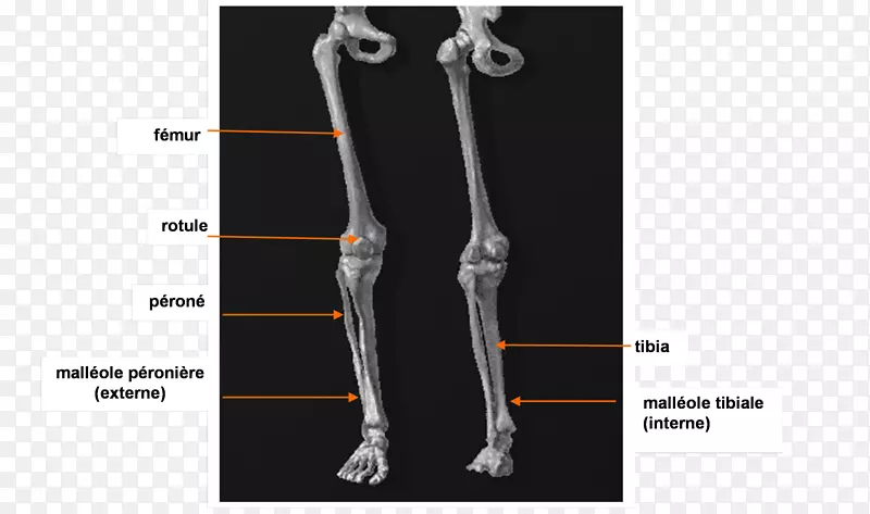 肘部小腿人体解剖胫骨-胸腺