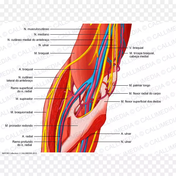 肘尺神经人体解剖臂