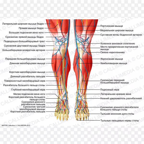小腿肌肉人体解剖肌肉