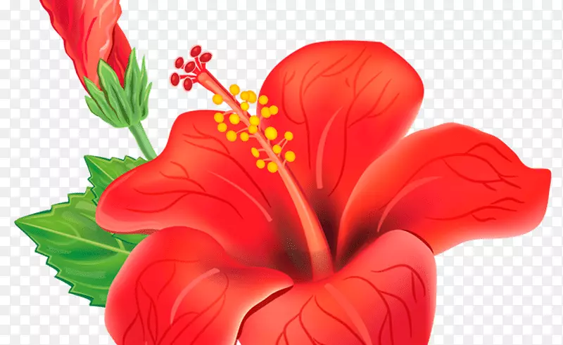 植物剪贴画-热带花卉创作