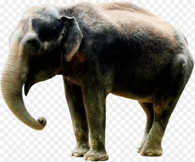 印度象非洲象牙剪贴画