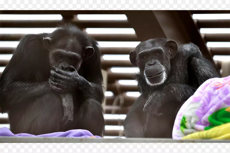 普通黑猩猩猿人技术大猩猩