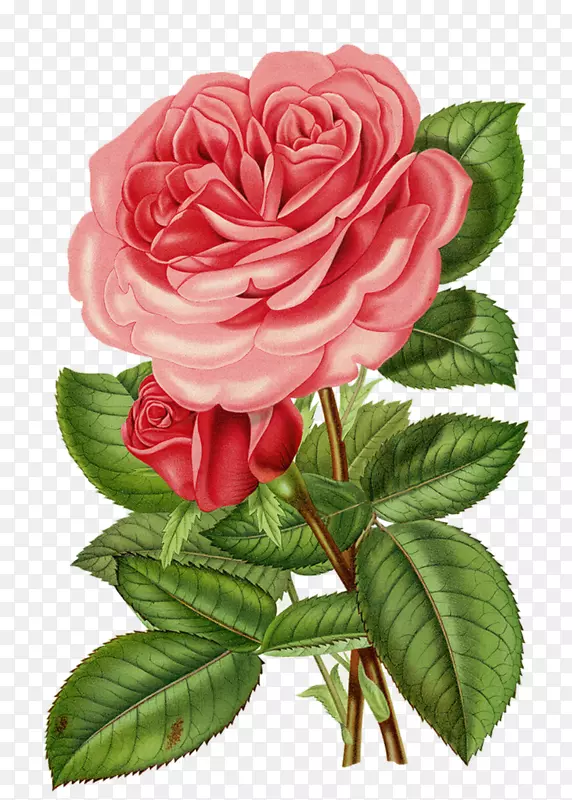 玫瑰插花艺术-玫瑰