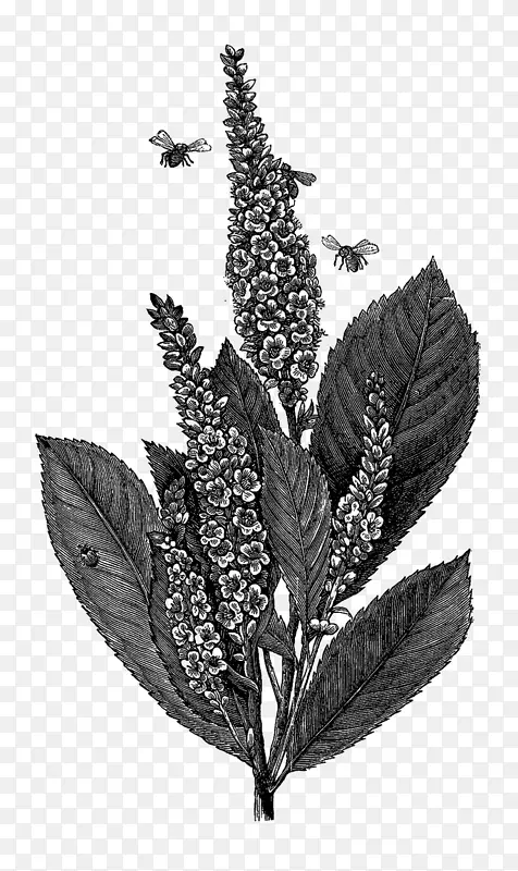 蜜蜂艺术版画-蜜蜂