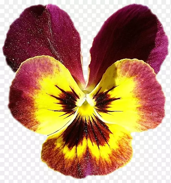 潘西紫花瓣花紫罗兰