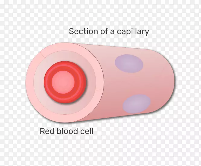 红细胞-血液