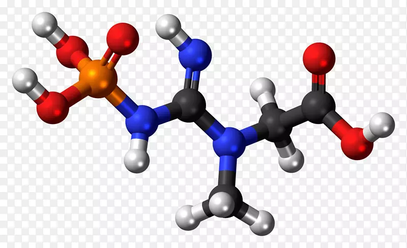 必需氨基酸非亲核碱分子三维球