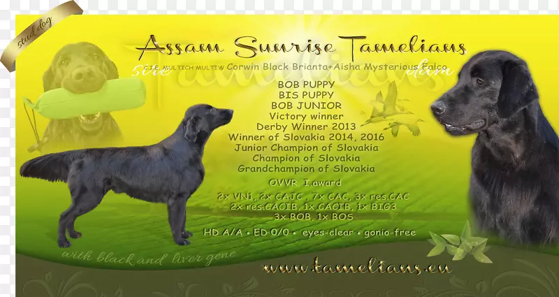 犬种大丹犬运动团体服从训练广告-阿萨姆