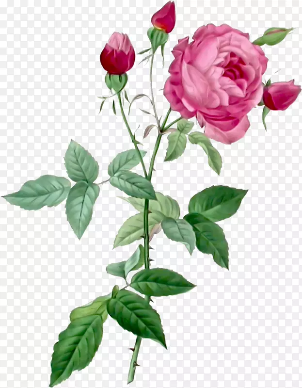 皮埃尔-约瑟夫·雷德(1759-1840)送玫瑰花169个Redouté玫瑰完整的书法国玫瑰-花